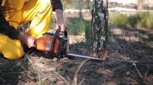 Professional Tree Services in Kill Devil Hills, NC